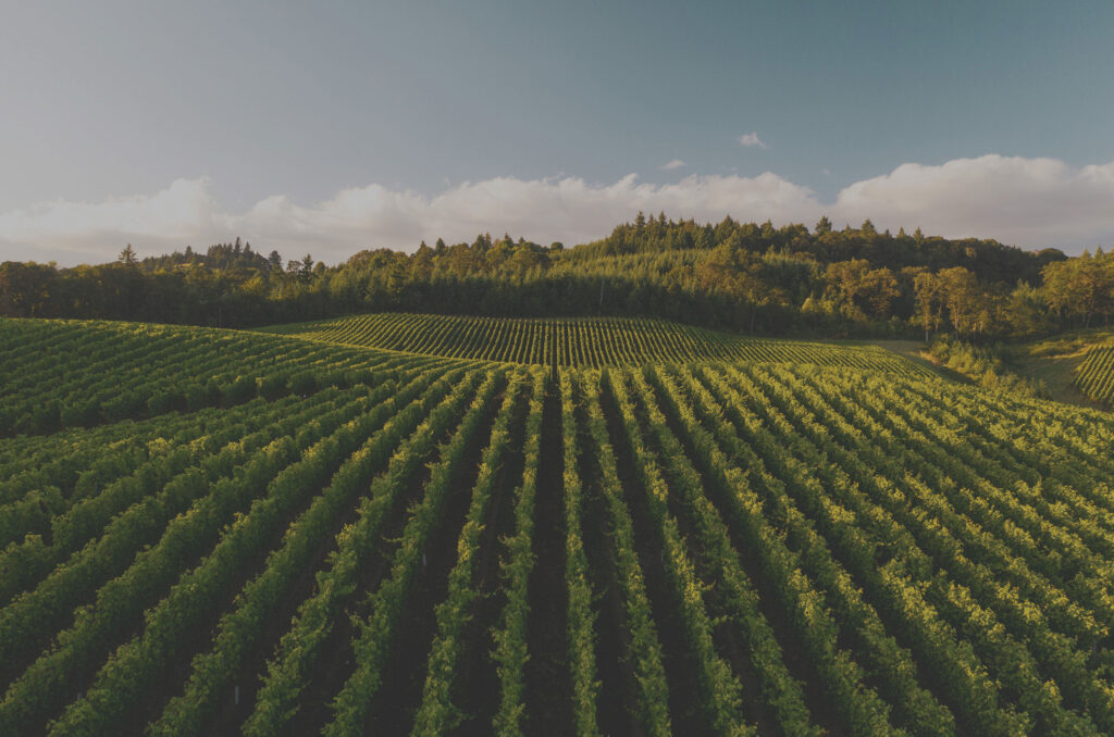 Vinmark